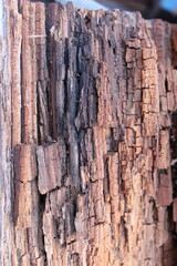 Textured Rotten Wood Board. Rotten Wood Images. Wood texture