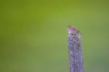 a Savannah Sparrow on a fence post