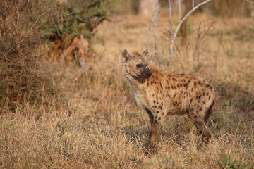 Tüpfelhyäne / Spotted hyaena / Crocuta crocuta