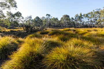 Papier Peint photo Mont Cradle Golden grasses in Cradle Mountain, Tasmania Australia