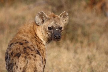 Tüpfelhyäne / Spotted hyaena / Crocuta crocuta