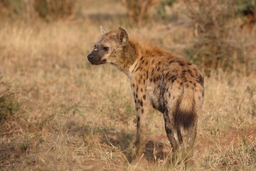 Tüpfelhyäne / Spotted hyaena / Crocuta crocuta