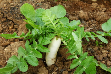 fresh white radish vegetable growing in organic soil in garden,known in india as muli or mooli