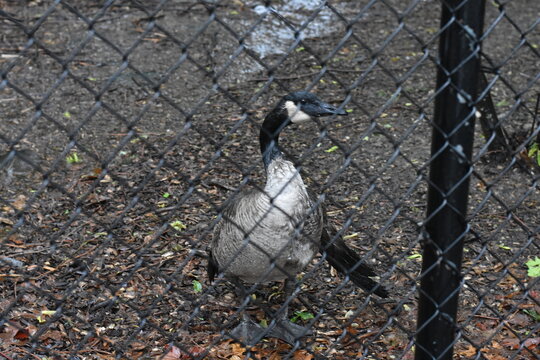 Goose Behind a Chain Link Fence with Wing Out