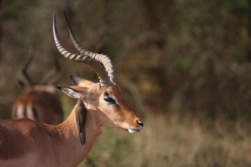 Schwarzfersenantilope / Impala / Aepyceros melampus