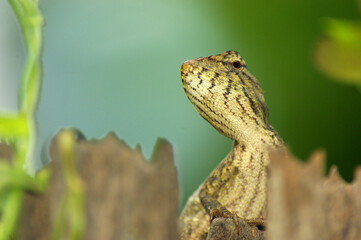 chameleon on tree branch