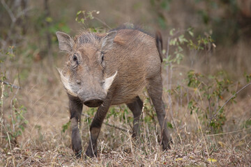 Warzenschwein / Warthog / Phacochoerus africanus