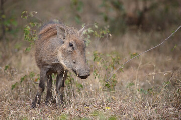 Warzenschwein / Warthog / Phacochoerus africanus