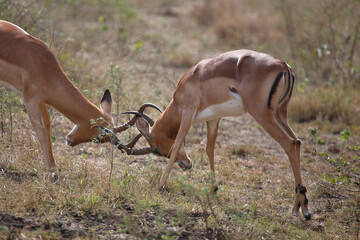 Schwarzfersenantilope / Impala / Aepyceros melampus