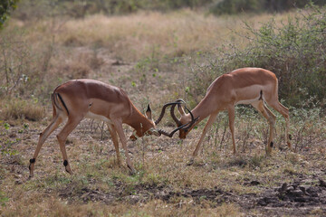 Schwarzfersenantilope / Impala / Aepyceros melampus
