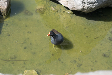 Black American gallinula , red and yellow beak, with large yellow legs, quiet, looking at camera,...