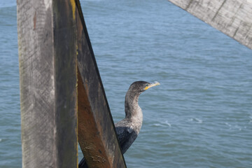 Cormorant, sea crow, waterfowl with black plumage and sky blue eyes, standing in front of the...