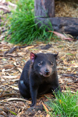Tasmanian devil is the world's largest carnivorous marsupial and be found only in Tasmania, Australia