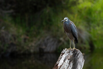 White faced heron standing at a top of a dead tree