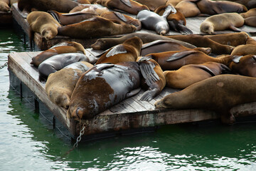 Chilling sea lions on a wharf