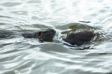 Two muskrats playing in a water
