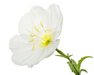 White flower of Oenothera, isolated on white background
