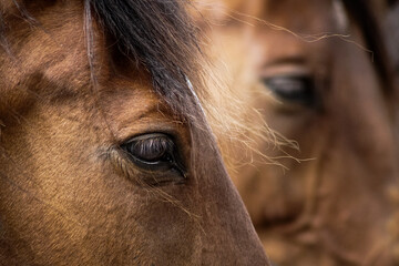 eye of horse