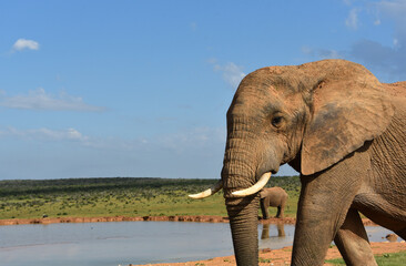 Fototapeta na wymiar Africa- Extreme Close Up of a Wild Elephant Walking Towards a Waterhole