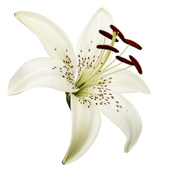 Big flower of brindle lily, isolated on white background