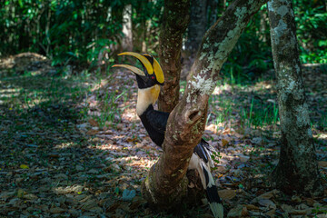 Hornbills are large, endangered, fruit-eating birds found across Asian forests with only certain fleshy fruit trees .Hornbills have large beaks and crests..Hornbills live in rich deep forests.
