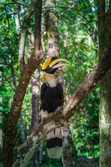 Fototapeta premium Hornbills are large, endangered, fruit-eating birds found across Asian forests with only certain fleshy fruit trees .Hornbills have large beaks and crests..Hornbills live in rich deep forests.