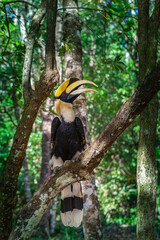Fototapeta premium Hornbills are large, endangered, fruit-eating birds found across Asian forests with only certain fleshy fruit trees .Hornbills have large beaks and crests..Hornbills live in rich deep forests.
