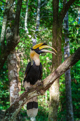 Hornbills are large, endangered, fruit-eating birds found across Asian forests with only certain fleshy fruit trees .Hornbills have large beaks and crests..Hornbills live in rich deep forests.