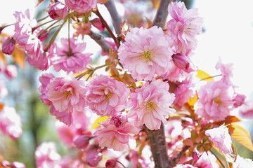 Tree with blooming pink flowers outdoors, closeup