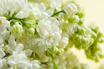 Blooming lilac flowers as background, closeup