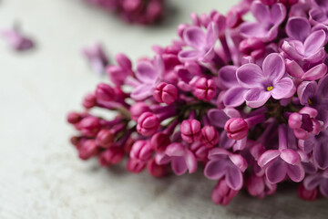 Blooming lilac flowers on grey grunge background