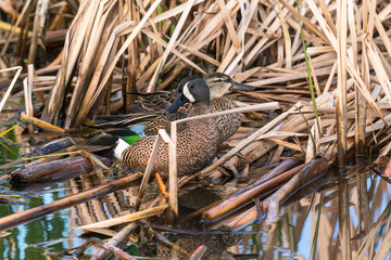 A Blue-winged Teal duck couple share a perch on fallen reed stalks while sheltering near dormant vegetation in early Springtime.