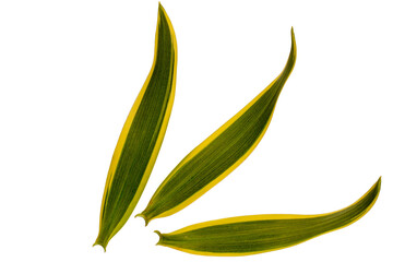 Top view of the leaves of Dracaena reflexa or song of india in green and white ivory