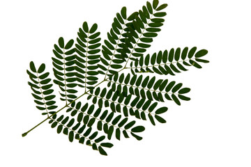Top view of green river tamarind leaves with 10 main leaf frames