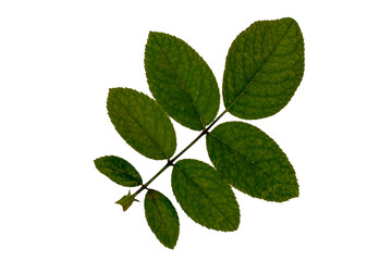 Top view of rose plant leaves