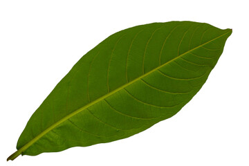 Fototapeta na wymiar Bottom view of country almond leaf with green leaf frame
