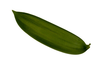 Vanilla leaf top view