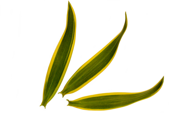 Top view of the leaves of Dracaena reflexa or song of india in green and white ivory