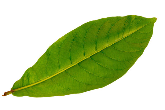 Top view of country indian almond (Terminalia catappa) leaves, green detail leaf macro