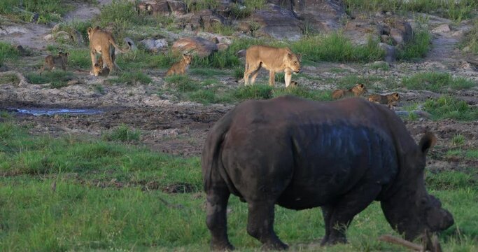 Lionesses and lion cubs are resting at a waterhole. In the foreground is a rhino grazing on the grass.