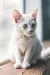 White cat. generative ai