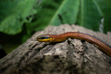 Serpiente Erthrolamprus Melanotus