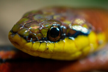 Serpiente Erthrolamprus Melanotus