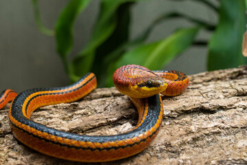 Serpiente Erthrolamprus Melanotus