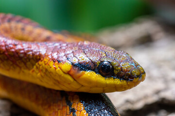 Serpiente Erthrolamprus Melanotus
