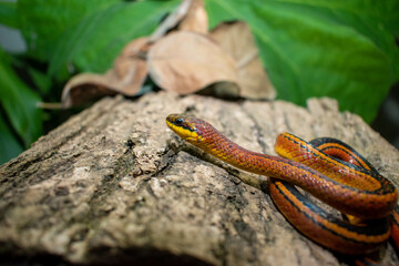 Serpiente Erthrolamprus Melanotus