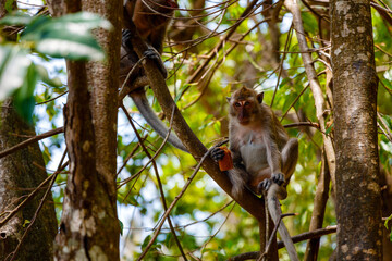 Fototapeta premium The monkey sits on a tree with food in his hands. The contrast of shadow and sun in the forest with a monkey on a tree. Green trees with cute animals.