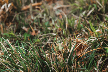 Fototapeta na wymiar Horsetail field (Latin Equisetum) in the forest on a spring day. Horsetail or horsetail is a herbaceous perennial plant of the Equisetaceae family. Spore-bearing shoot of horsetail in the spring.