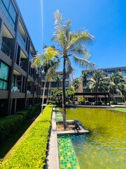 Beautiful landscape with palm trees in the courtyard of a condo with a pool