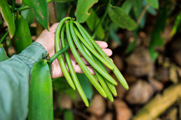 farmer shows green vanilla pods on holding hand in his plantation.